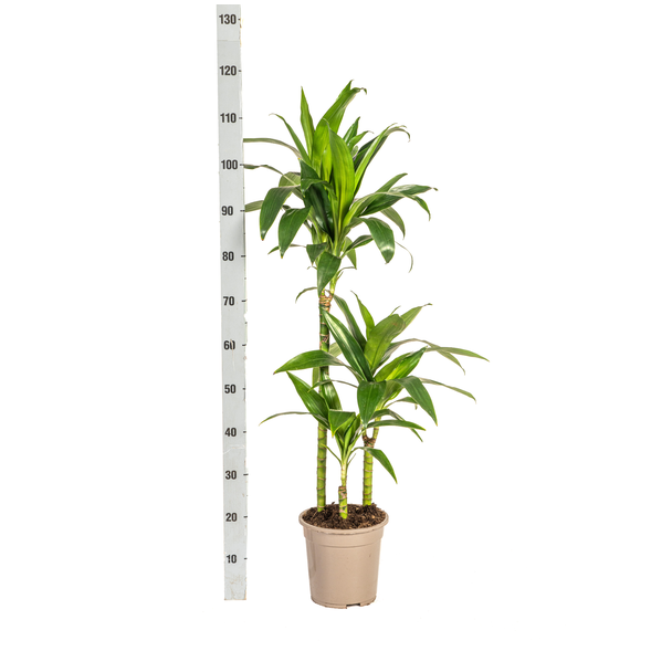 Dracaena deremensis 'Lisa' Ø21cm - ↕90 - 110cm