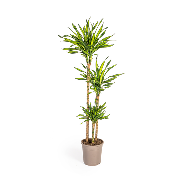 Dracaena-Pflanze Rikki, Grünes Blatt mit Weißen Rändern, Tropische Ausstrahlung, Grüne Zimmerpflanze, Dracaena deremensis Rikki Ø24cm - ↕140cm