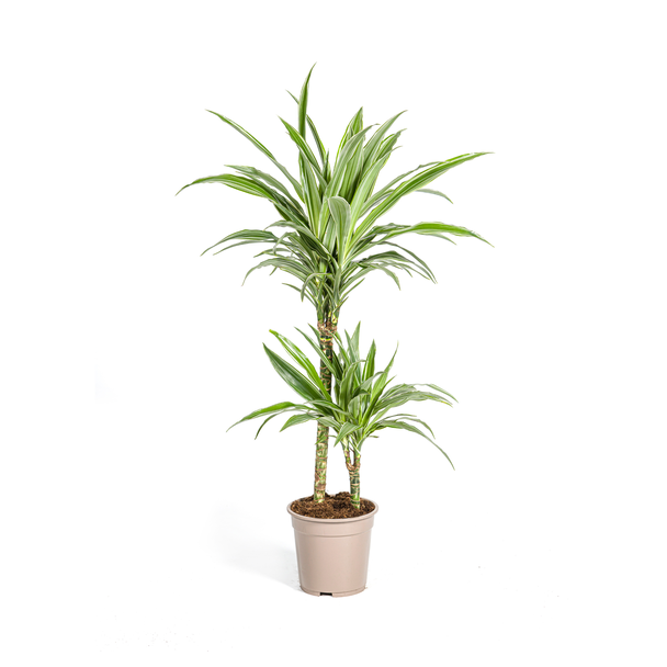 Der Drachenbaum, Blatt mit Gelben oder Hellgrünen Rändern. Tropische Ausstrahlung, Grüne Zimmerpflanze, Dracaena deremensis White Stripe Ø19cm - ↕80cm