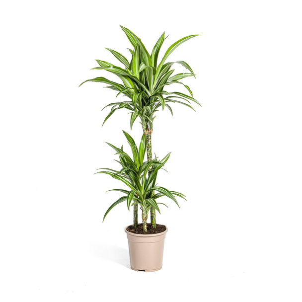 Der Drachenbaum, Blatt mit Gelben oder Hellgrünen Rändern. Tropische Ausstrahlung, Grüne Zimmerpflanze, Dracaena deremensis White Stripe Ø21cm - ↕100cm