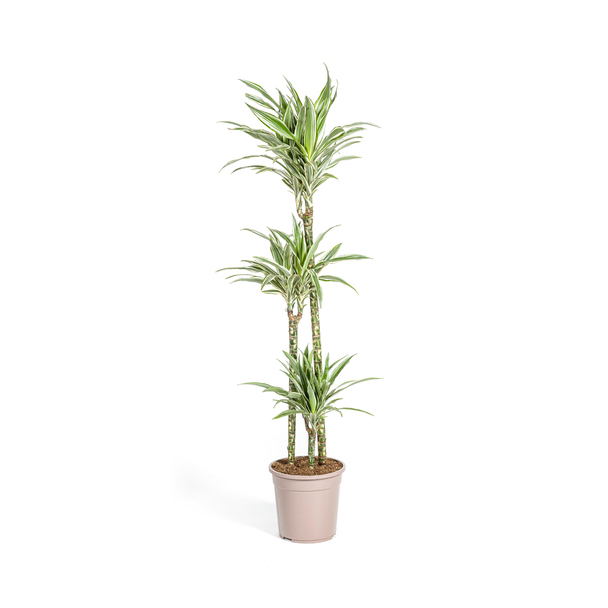 Der Drachenbaum, Blatt grün mit weißen Streifen an den Rändern. Tropische Ausstrahlung, grüne Zimmerpflanze, Dracaena deremensis White Stripe Ø24cm - ↕140cm