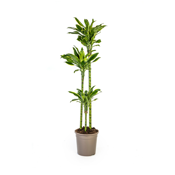 Goldrand-Dracaena, grüne/gelbe Blätter. Tropische Ausstrahlung, grüne Zimmerpflanze, Dracaena fragrans Golden Coast Ø24cm - ↕140cm