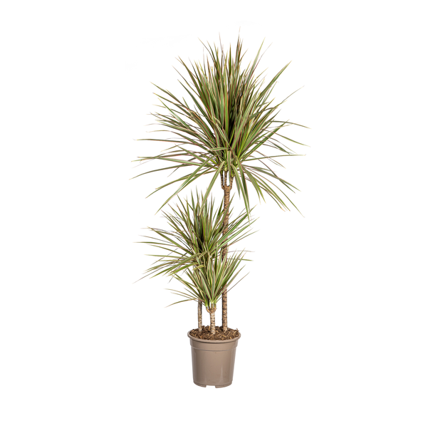 Drachenblutbaum, Blatt grün mit creme-/hellrosa Streifen an den Rändern. Tropische Ausstrahlung, grüne Zimmerpflanze, Dracaena Marginata Bicolor Ø21cm - ↕120cm