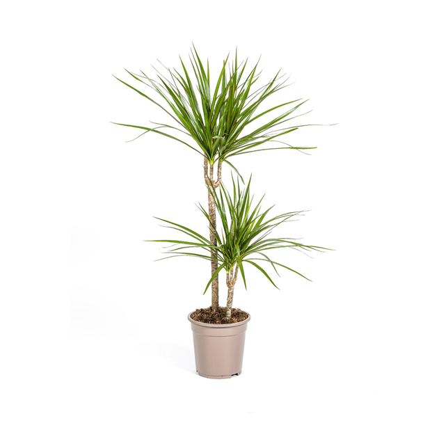 Der Grüne Drachenbaum, Schmale, Spitzige, Tiefgrüne Blätter. Tropische Ausstrahlung, Grüne Zimmerpflanze, Dracaena Marginata Green Ø19cm - ↕80cm
