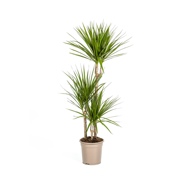 Der grüne Drachenbaum, schmale, spitze, tiefgrüne Blätter. Tropisches Flair, grüne Zimmerpflanze, Dracaena marginata Green Ø21cm - ↕120cm