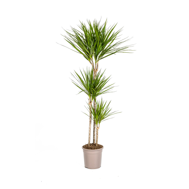 Der grüne Drachenbaum, schmale, spitze, tiefgrüne Blätter. Tropische Ausstrahlung, grüne Zimmerpflanze, Dracaena Marginata Green Ø24cm - ↕140cm