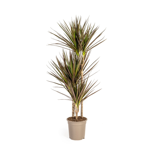 Dracaena Marginata Magenta Ø21cm - ↕120cm
