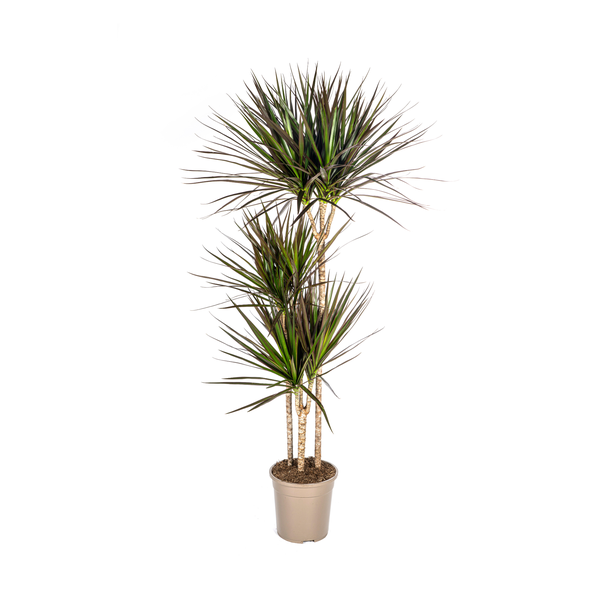 Magenta Drachenbaum, Blätter mit tiefrotem bis magentafarbenem Rand. Tropische Ausstrahlung, Zimmerpflanze, Dracaena Marginata Magenta Ø24cm - ↕140cm