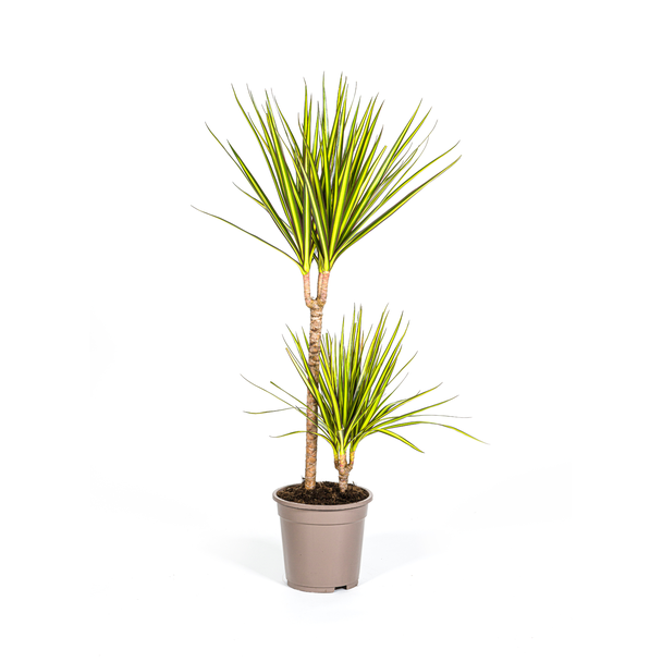 Der Drachenbaum, Blatt mit gelben oder hellgrünen Rändern. Tropische Ausstrahlung, grüne Zimmerpflanze, Dracaena Marginata Sunray Ø19cm - ↕80-100cm