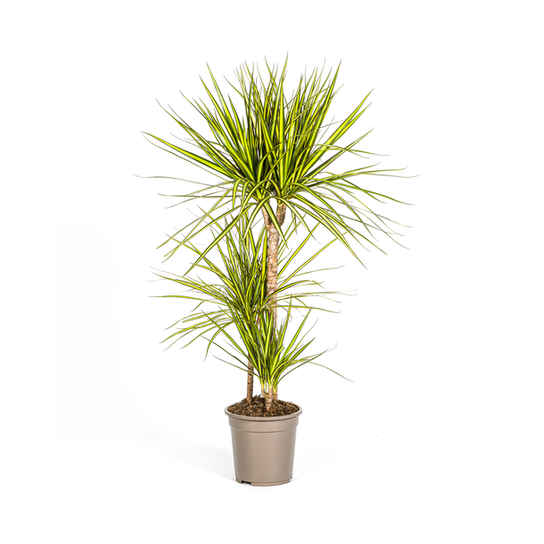 Der Drachenbaum, Blatt mit Gelben oder Hellgrünen Rändern. Tropische Ausstrahlung, Grüne Zimmerpflanze, Dracaena Marginata Sunray Ø21cm -↕100-110cm