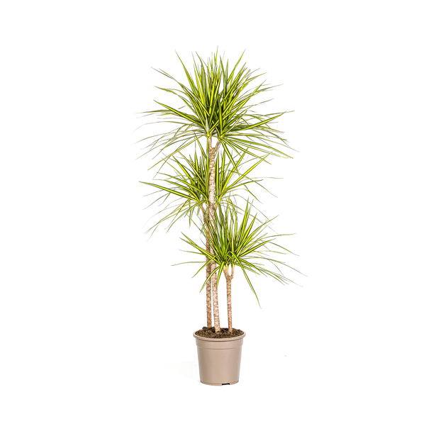 Der Drachenbaum, Blatt mit Gelben oder Hellgrünen Rändern. Tropische Ausstrahlung, Grüne Zimmerpflanze, Dracaena Marginata Sunray Ø24cm - ↕140cm