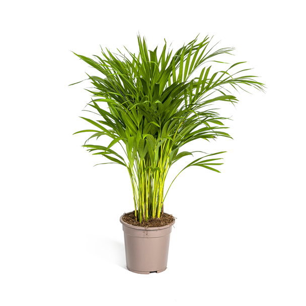 Areca-Palme, Goldpalme, Tropische Atmosphäre, Grüne Pflanze, Dypsis Areca Lutescens Ø19cm - ↕90cm
