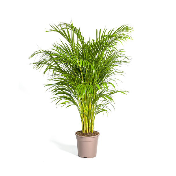 Goldpalme Dypsis Areca Lutescens Höhe ca. 140 cm Topfgröße Ø24 cm Areca-Palme