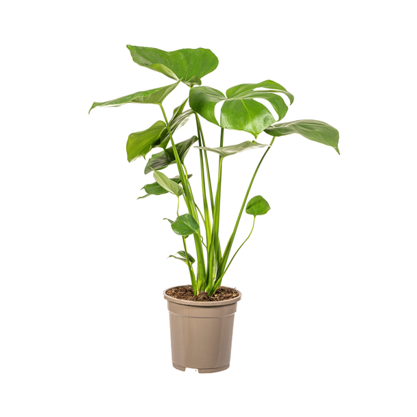 Die Monstera Tauerii, Herzförmige Blätter, Fensterblatt, Grüne Zimmerpflanze, Monstera Deliciosa Tauerii Ø17cm - ↕60cm