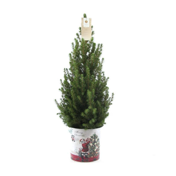 2x Kleine Weihnachtsbäume mit Weihnachtsdeko-Topf ca. 70 cm Höhe Topf Ø19 cm - Picea glauca Conica - Fichte