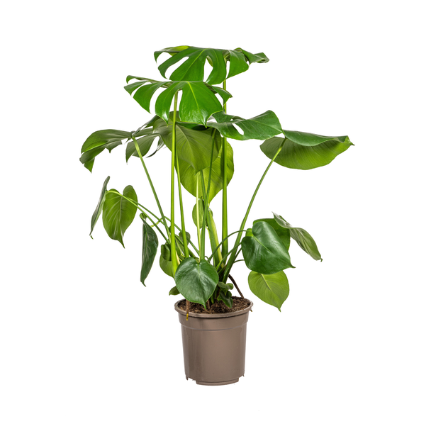 Die Monstera Tauerii, Herzförmige Blätter, Fensterblatt, Grüne Zimmerpflanze, Monstera Deliciosa Tauerii Ø21cm - ↕80cm