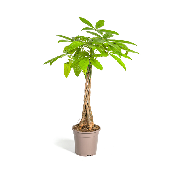 Geldbaum oder Wasser-Kakao, Grüne Pflanze, Symbolik von Glück und Wohlstand, Pachira Aquatica Ø21cm - ↕100cm