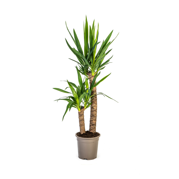 Riesen-Yucca auch bekannt als Palmlilie, Grüne Zimmerpflanze, Tropische Sphären, Yucca elephantipes Ø19cm - ↕80cm