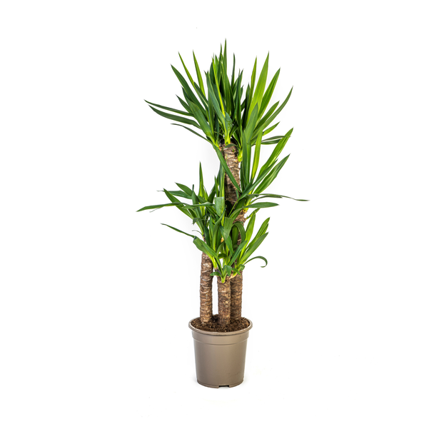 Riesen-Yucca auch bekannt als Palmlilie, Grüne Zimmerpflanze, Tropische Sphären, Yucca Elephantipes Ø21cm - ↕100cm