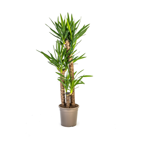 Riesen-Yucca auch bekannt als Palmlilie, Grüne Zimmerpflanze, Tropische Sphären, Yucca Elephantipes Ø24cm - ↕130cm