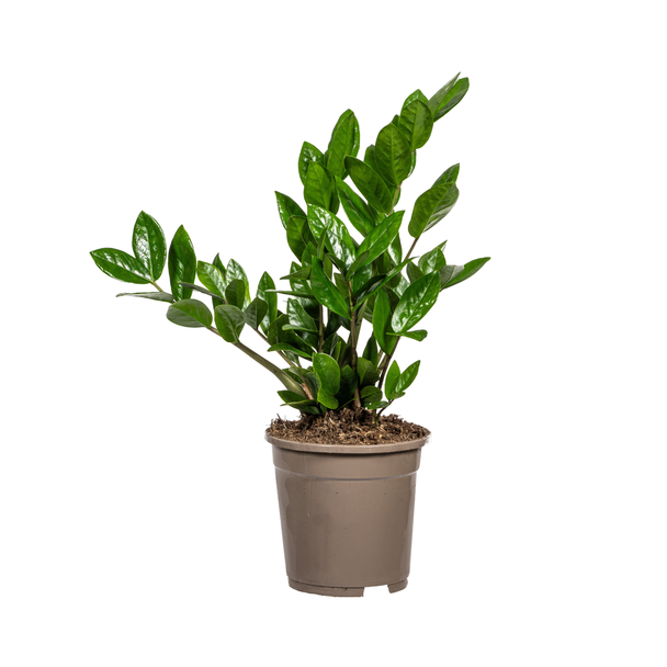 Die ZZ-Pflanze, Grüne Pflanze, Pflegeleicht, Zamioculcas zamiifolia Ø17cm - ↕40cm