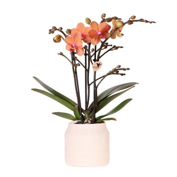 Geschenk-Tipp! Schmetterlingsorchidee Bolzano, Farbe Orange, Hieroglyphen-Übertopf Off White, blühende Zimmerpflanze, Phalaenopsis-Orchideen, Topfgröße 09cm