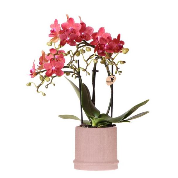 Geschenk-Tipp! Schmetterlingsorchidee Kongo, Farbe Rot/Braun, Bali Ziertopf Sand, Blühende Zimmerpflanze, Phalaenopsis Orchideen, Topfgröße 09cm