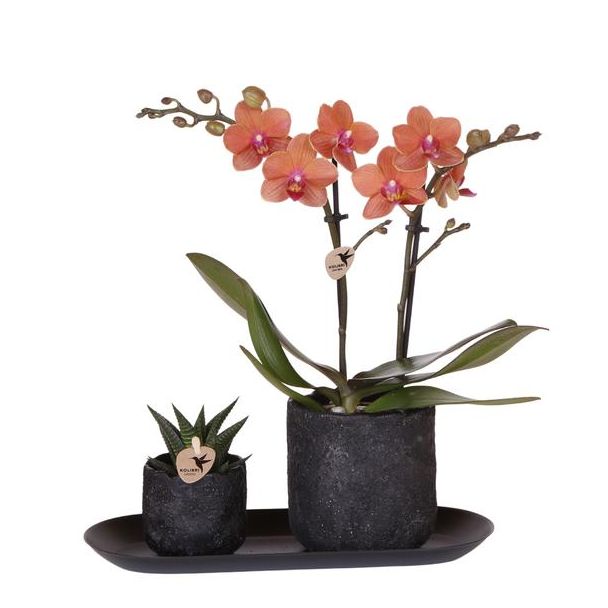 Geschenk-Tipp! Blühende Zimmerpflanzen-Set, Phalaenopsis Orchidee Bolzano Farbe Orange, in Keramiktopf Ø9cm + Sukkulent im Topf, Ø6cm, auf schwarzem Tablett,