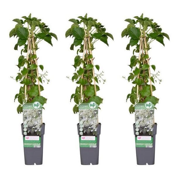 Clematis armandii – Duftende, immergrüne Kletterpflanze mit weißen Blüten 1,3 oder 4 Stück
