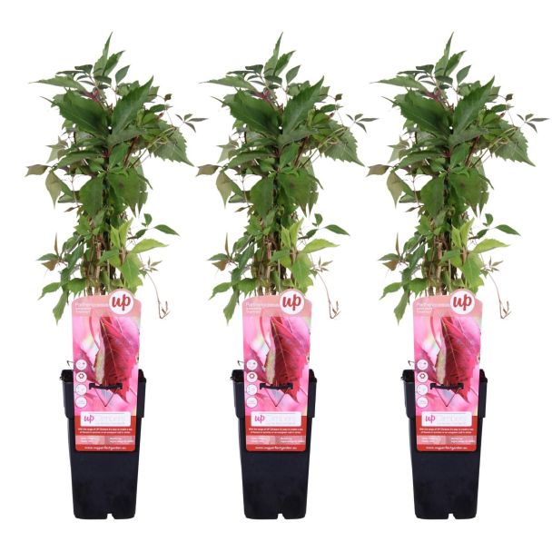 Set van 3 Parthenocissus Engelmannii planten als klimplant