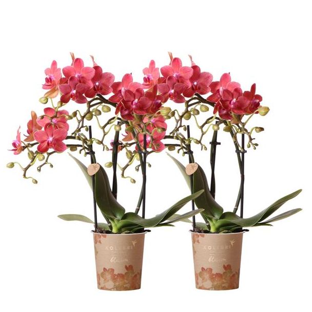 Set von 2 Schmetterlingsorchideen Kongo, Farbe Rot, blühende Zimmerpflanze, Phalaenopsis-Orchideen, Topfgröße 09cm