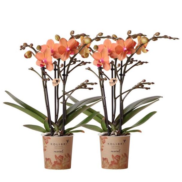 Set von 2 Schmetterlingsorchideen Bolzano, Farbe Orange, blühende Zimmerpflanze, Phalaenopsis-Orchideen, Topfgröße 09 cm