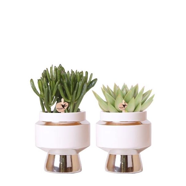 Geschenkset! 2 Sukkulenten in Zierpot, Sukkulente, Zimmerpflanze, Terrassenpflanze, Balkonpflanze, Kolibri Greens | Sukkulenten-Set von 2 Pflanzen in silbernen Le Chic Zierpotten - Keramik Topfgröße Ø9cm