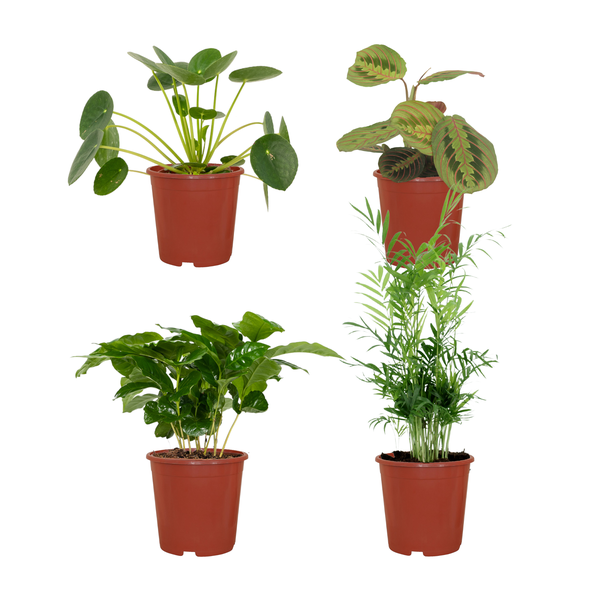 Pflanzen-Set Tierfreundlich - 4 Zimmerpflanzen - Nicht giftige Zimmerpflanzen - ↕20-40cm