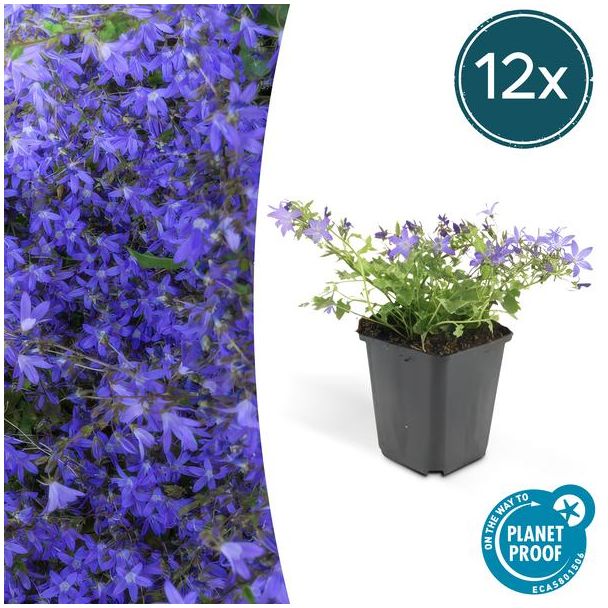 12x Glockenblume Campanula poscharskyana 'Stella' ↕10-20cm - Ø9cm - ideal für Beete und Bodendecker