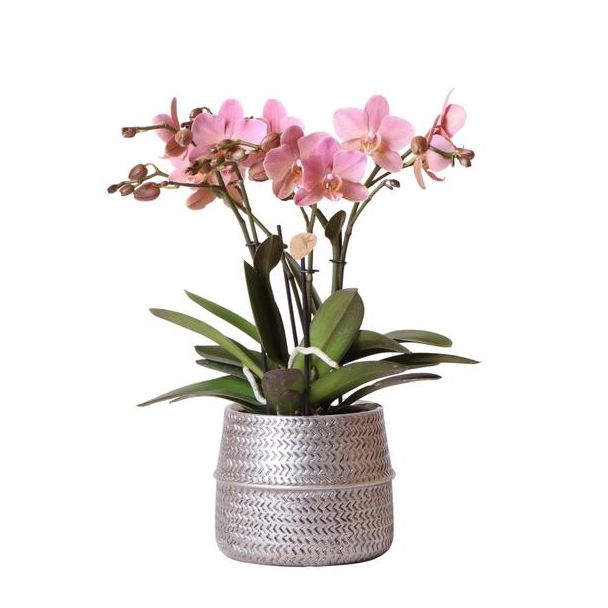 Schöne Rosen-Schmetterlingsorchidee Treviso Ø12cm, im silbernen Groove-Topf, blühende Zimmerpflanze
