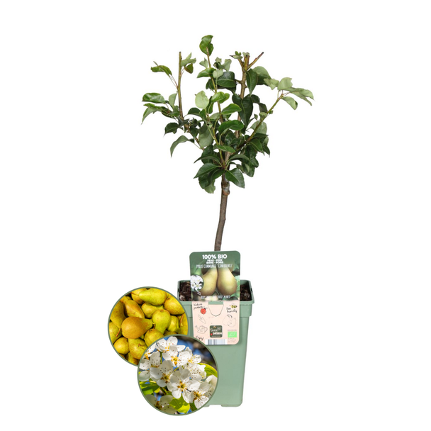 Biologisches Birnenbaum-Set, Pyrus communis, Zwei schmackhafte Birnbäume für deinen Garten, Ø 20 cm - ↨ 60 cm