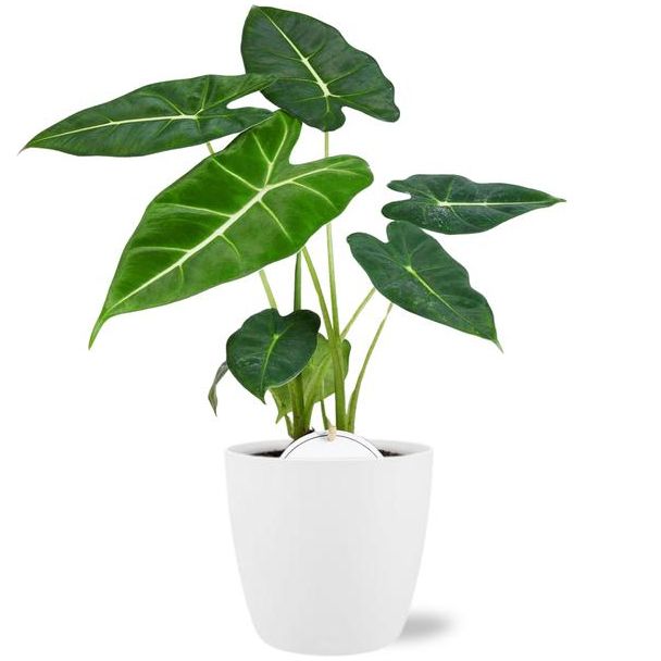 Elefantenohr im Topf Brüssel Farbe Weiß, Tropische Exotische Grüne Pflanze, Alocasia Frydek - Ø12cm - ↕35cm