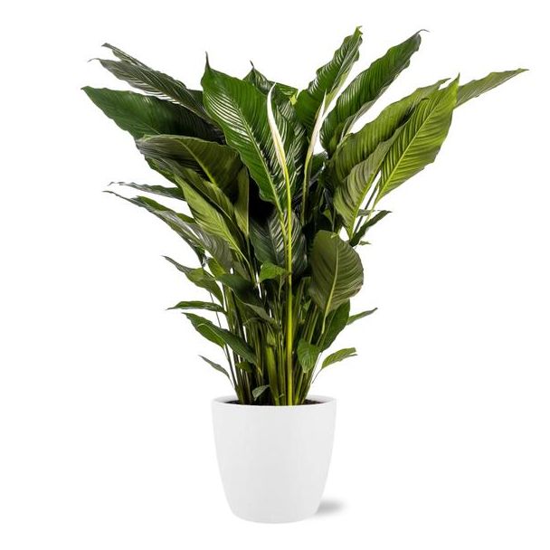 Der Löffelblatt oder Die Friedenslilie, Bekannt für seine Weißen Blüten, Spathiphyllum Sweet Sebastiano - Ø24cm - ↕110cm + Weißer Topf Brüssel D25x23cm