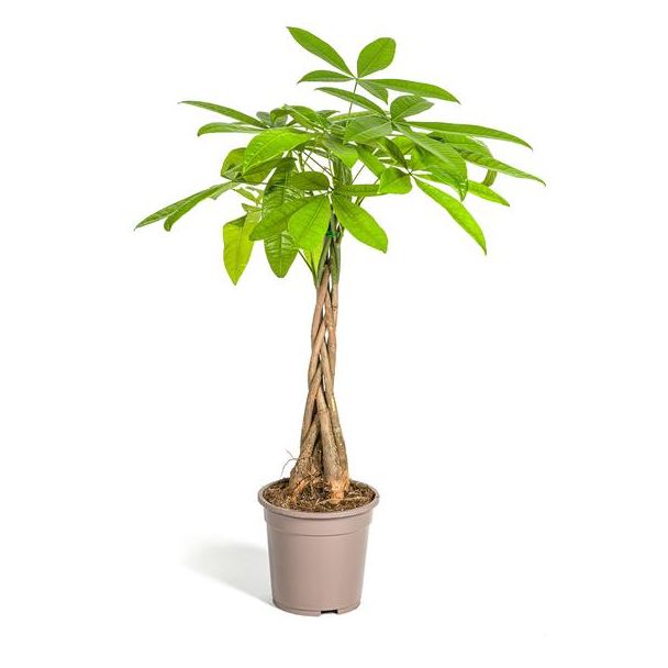 Geldbaum Pachira aquatica Höhe ca. 80 cm Ø 19 cm