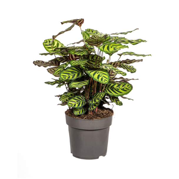 Pfauenpflanze, Ovales Hellgrünes Blatt mit Flecken, Calathea Makoyana Ø27cm - ↕70cm