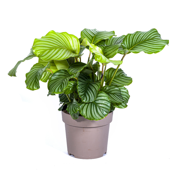Samtblatt, Silberblatt Rund, Tropische Zimmerpflanze, Calathea Orbifolia Ø27cm - ↕80cm