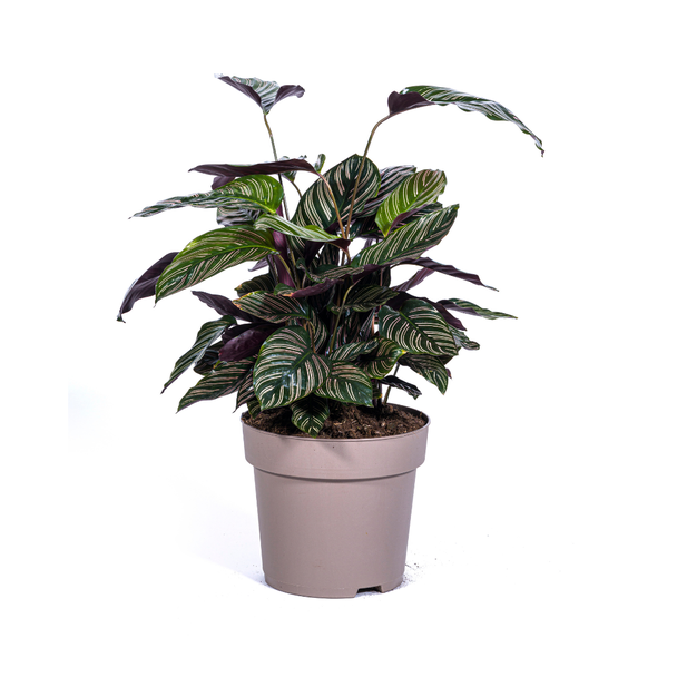 Samtblatt, Tropische Zimmerpflanze, Calathea Ornata Sanderiana Ø27cm - ↕70cm