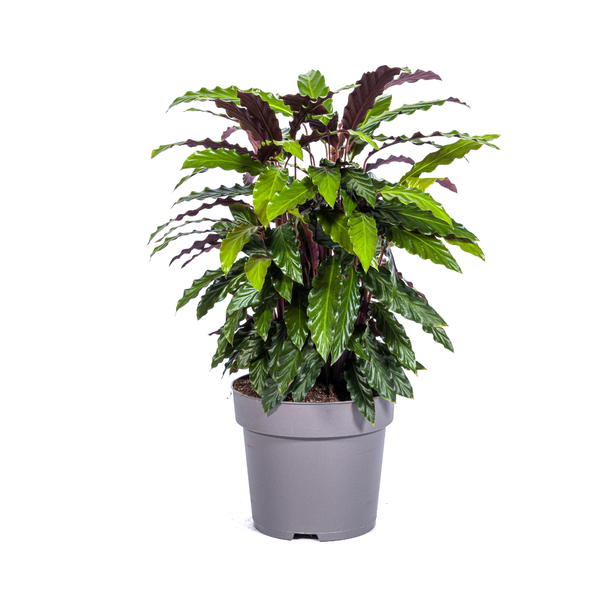 Samtblatt, Tropische Zimmerpflanze, Calathea Rufibarba Ø27cm - ↕70cm