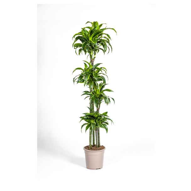 Goldpalme, Drachenblutbaum, Tropische, Grüne Zimmerpflanze, Dunkelgrünes Blatt mit hellgelbem Rand, Dracaena Deremensis Dorado Ø27cm - ↕180cm