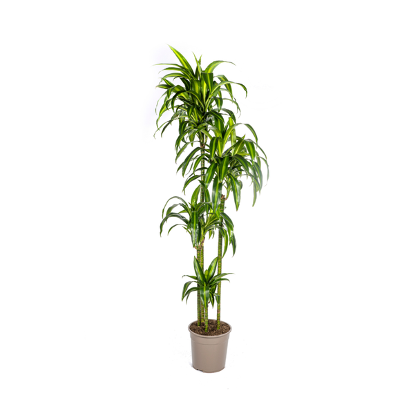 Goldpalme, Drachenblutbaum, Tropische, Grüne Zimmerpflanze, Mix aus Gelb/Grün Schmalen Blättern, Dracaena deremensis Hawaiian Sunshine Ø27cm - ↕180cm