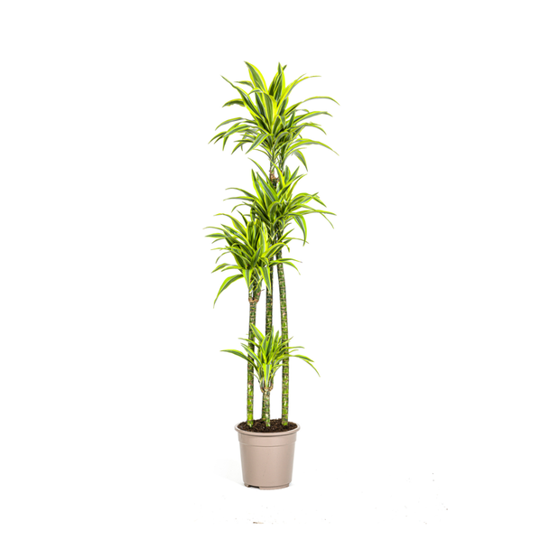 Goldpalme, Drachenblutbaum, Tropische, Grüne Zimmerpflanze, Grün Gestreiftes Schlankes Blatt mit Auffälligem Limettengrünen Rand, Dracaena deremensis Lemon Lime Ø27cm - ↕180cm