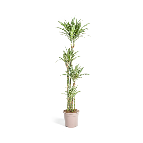 Goldpalme, Drachenblutbaum, Tropische, Grüne Zimmerpflanze, Grünes Blatt mit Weißem Streifen, Dracaena deremensis White Stripe Ø27cm - ↕180cm