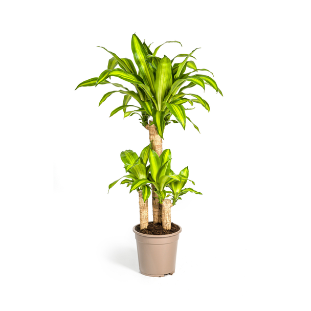 Goldpalme, Drachenblutbaum, Tropische, Grüne Zimmerpflanze, Grünes Blatt mit gelbgrünem Rand, Dracaena Fragrans Massangeana Karussell Ø21cm - ↕100cm
