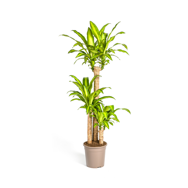 Goldpalme, Drachenblutbaum, Tropische, Grüne Zimmerpflanze, Grünes Blatt mit gelbgrüner Rand, Dracaena Fragrans Massangeana Karussell Ø24cm - ↕140cm